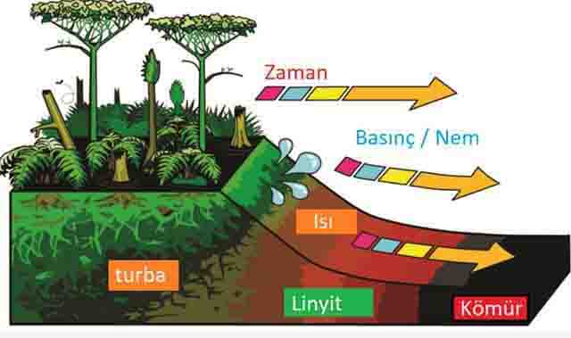 How coal is formed