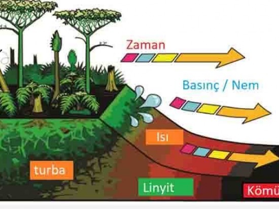 How coal is formed